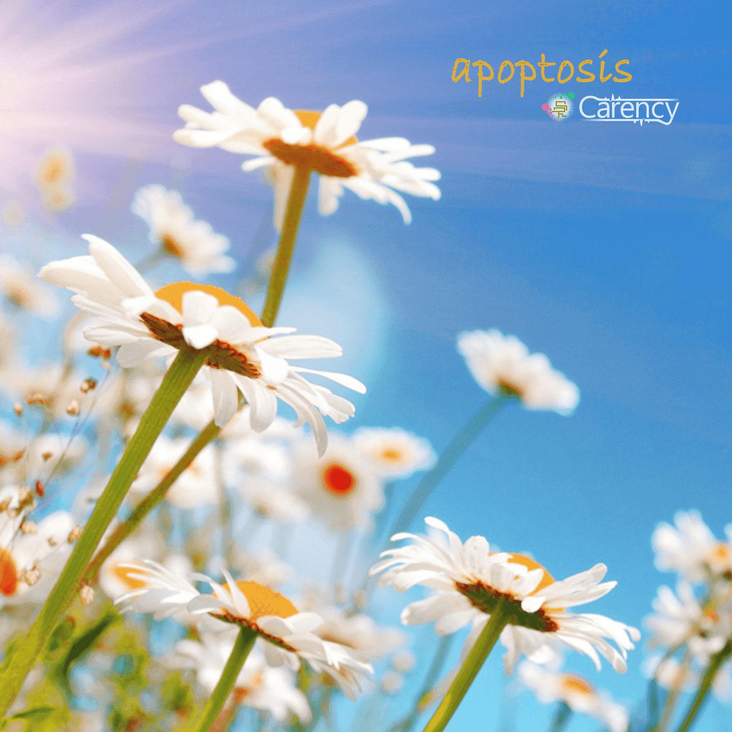 Blurred release artwork background