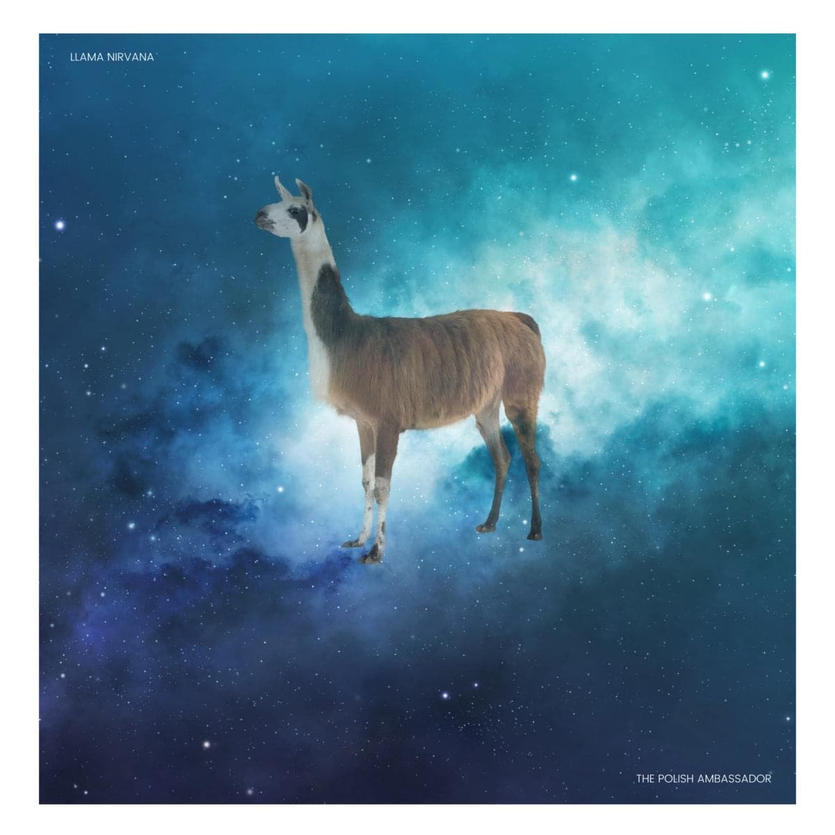 Artwork for Llama Nirvana by The Polish Ambassador