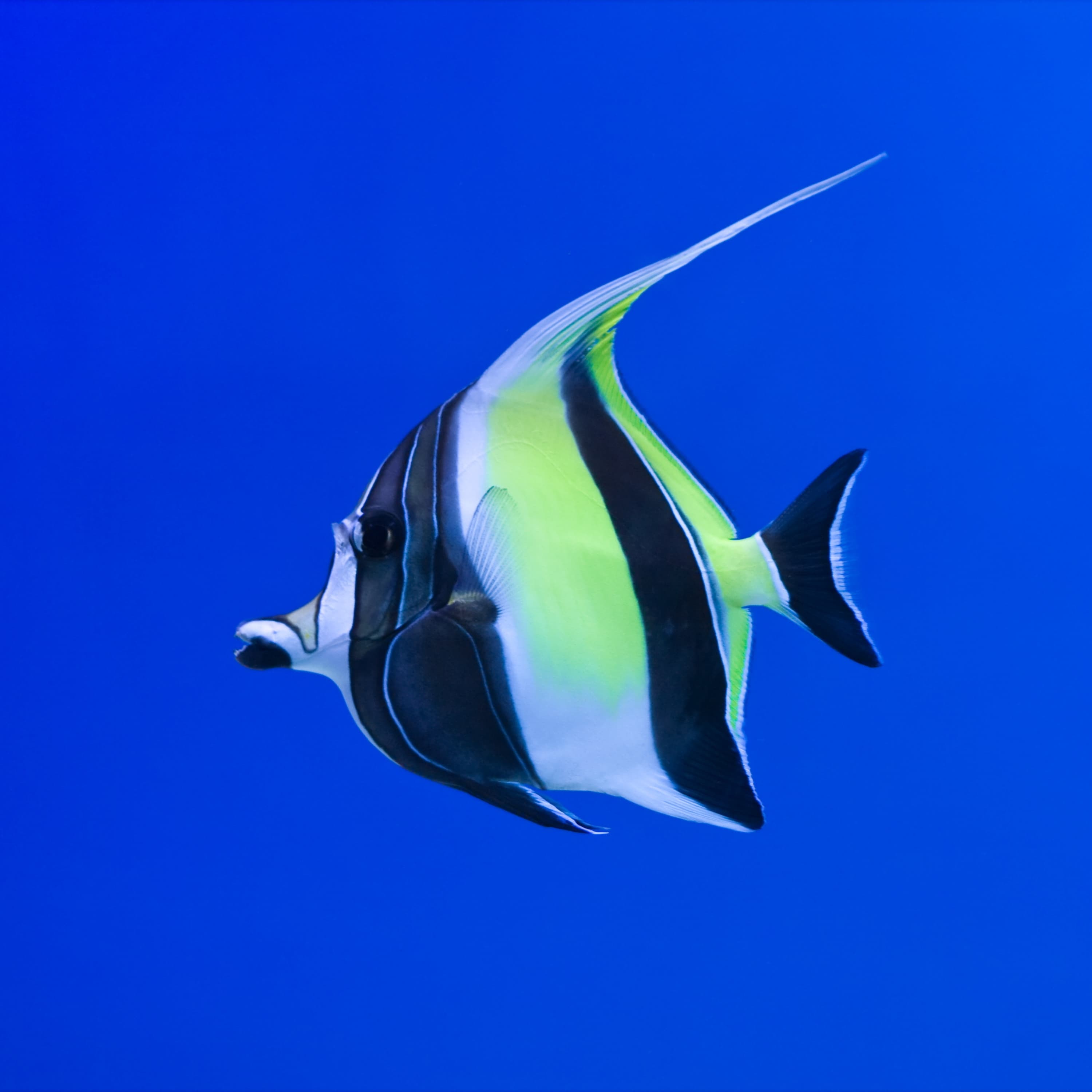 Blurred release artwork background