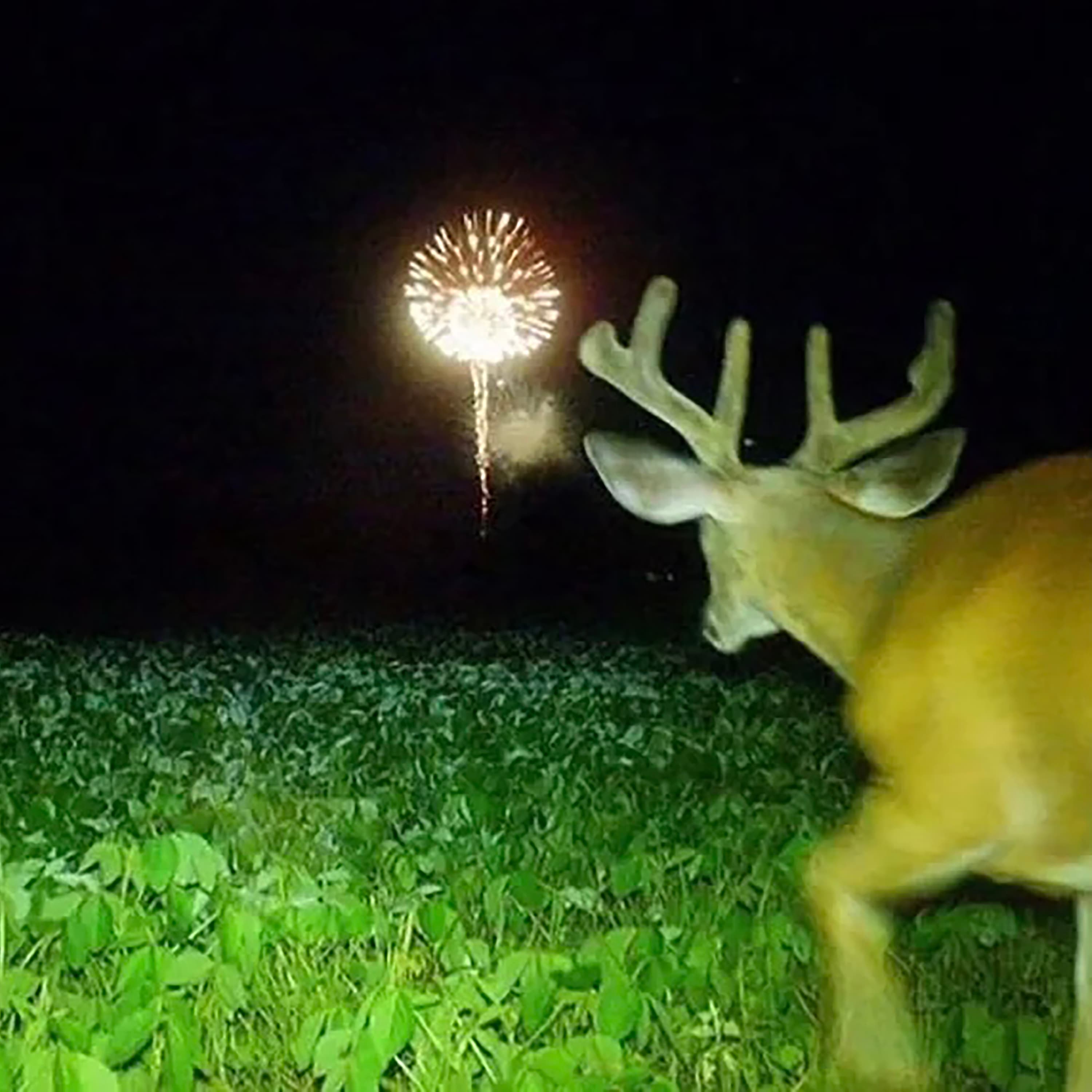 Blurred release artwork background