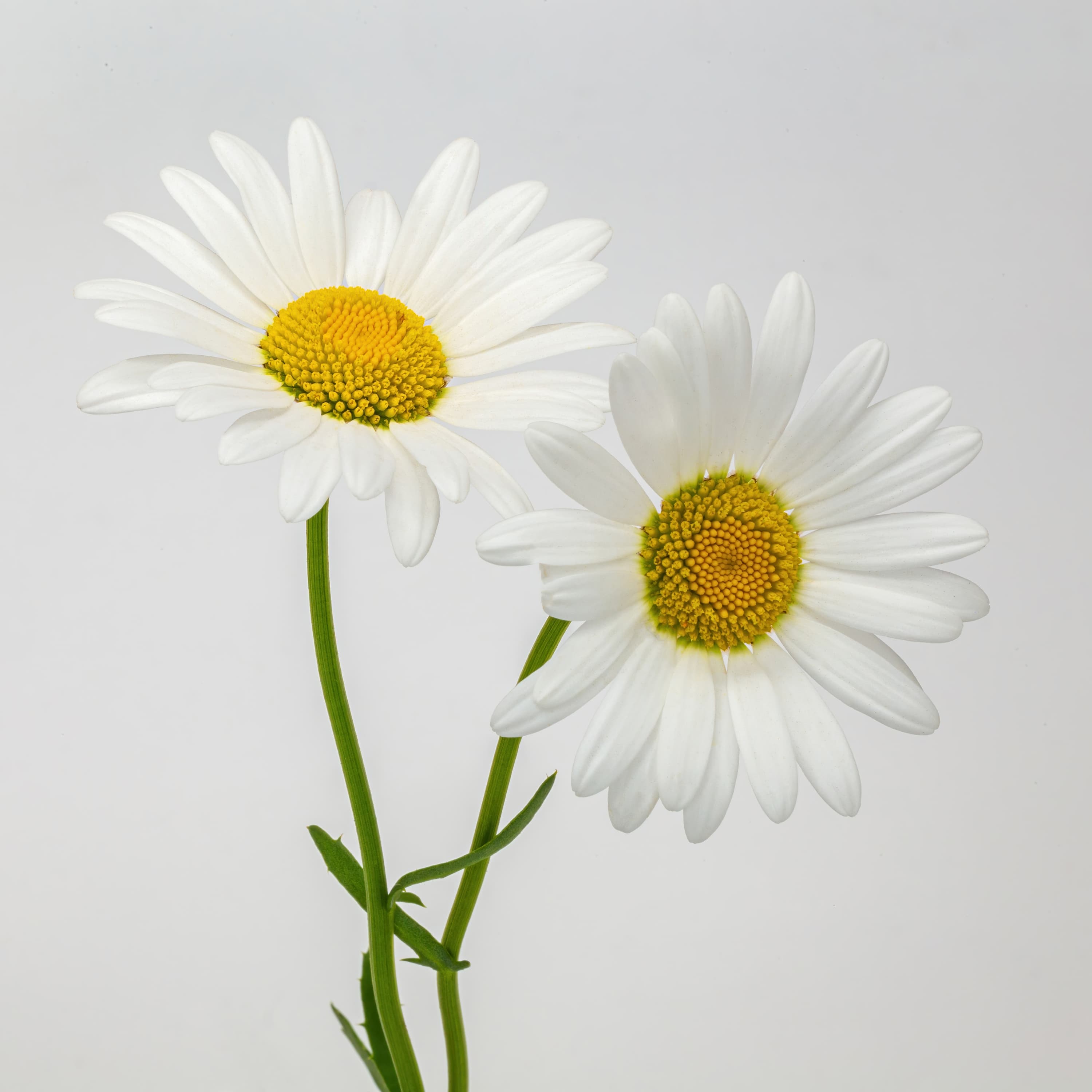 Blurred release artwork background