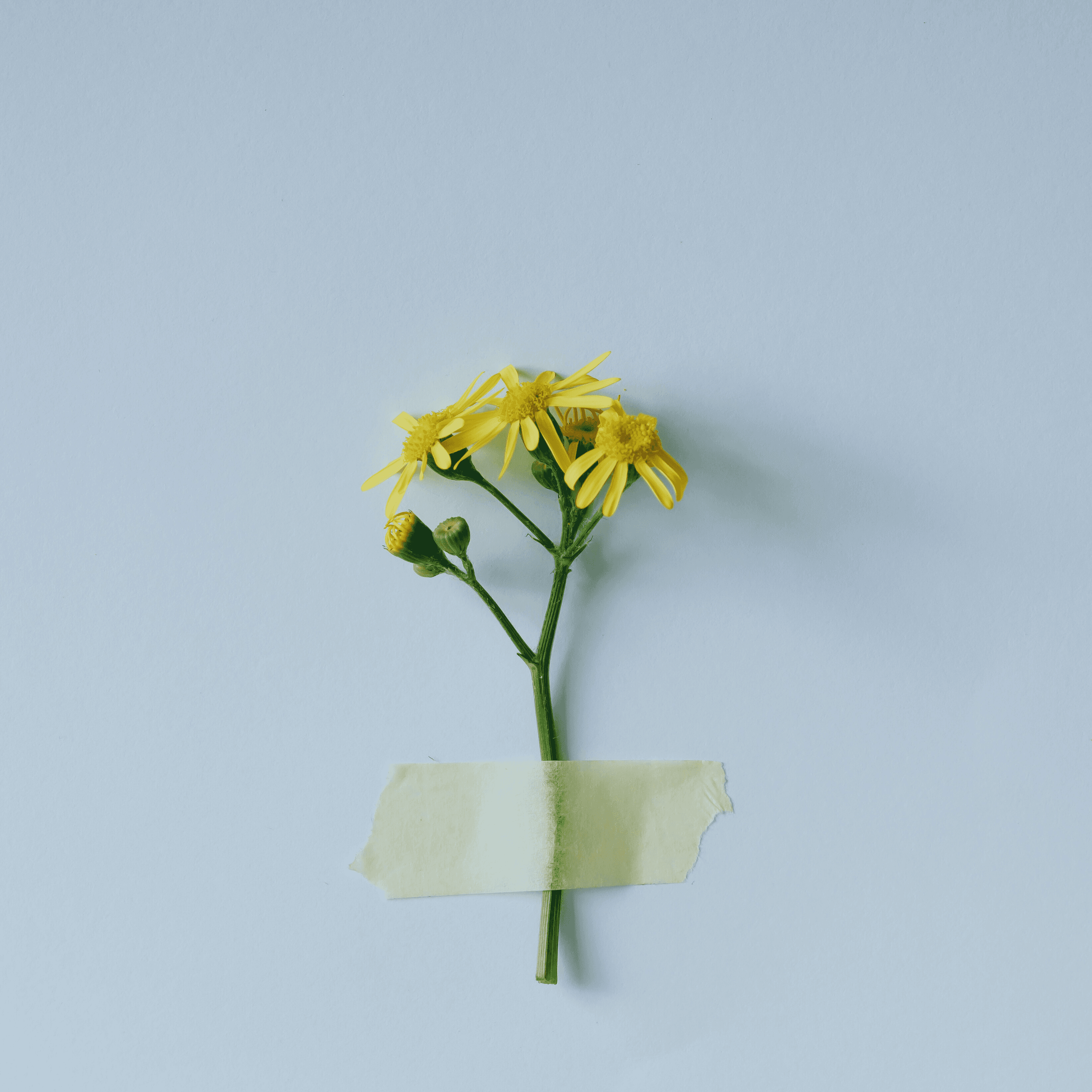 Blurred release artwork background